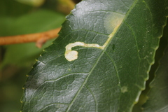 Liriomyza flavolateralis