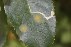 Cephaleuros lagerheimii