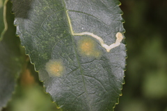 Liriomyza flavolateralis