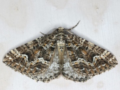 Xanthorhoe xanthospila