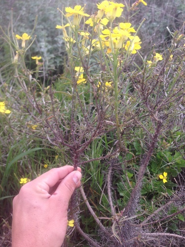 island wallflower (Erysimum insulare)