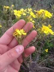 Erysimum insulare