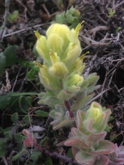 Castilleja mollis