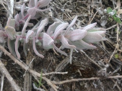 Castilleja mollis