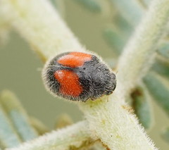 Diomus notescens