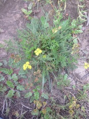 Lomatium caruifolium