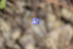 Wahlenbergia violacea