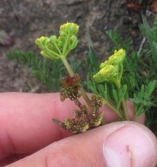 Lomatium caruifolium