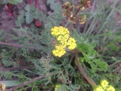 Lomatium caruifolium