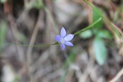 Wahlenbergia violacea