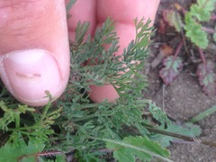 Lomatium caruifolium