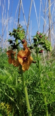 Verbascum tripolitanum