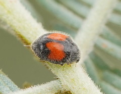 Diomus notescens