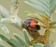 Diomus notescens