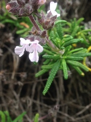 Salvia brandegeei