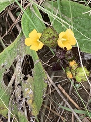 Alectra sessiliflora