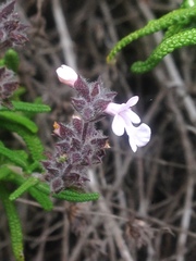 Salvia brandegeei