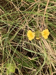 Alectra sessiliflora