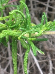 Salvia brandegeei