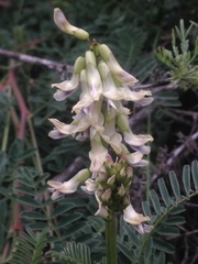 Astragalus curtipes