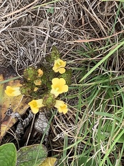 Alectra sessiliflora