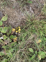 Alectra sessiliflora