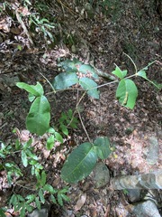 Flindersia bennettii