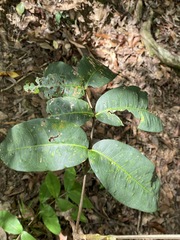 Flindersia bennettii