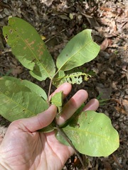 Flindersia bennettii