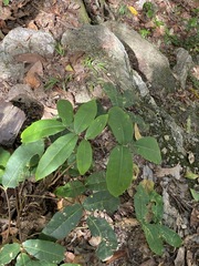 Flindersia bennettii