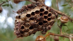 Ropalidia plebeiana
