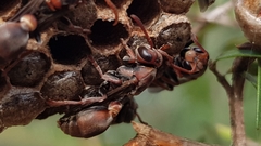 Ropalidia plebeiana