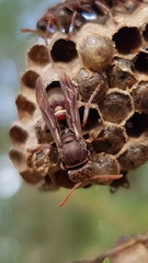 Ropalidia plebeiana