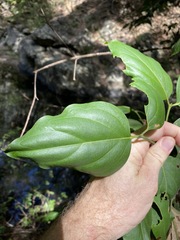 Psydrax lamprophylla