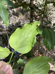 Psydrax lamprophylla
