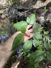 Psydrax lamprophylla