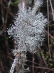 Heterodermia namaquana
