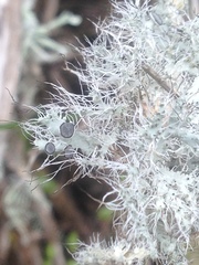 Heterodermia namaquana