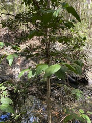 Psydrax lamprophylla