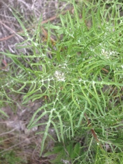 Malacothrix saxatilis implicata