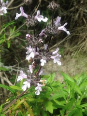 Salvia brandegeei