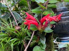 Aeschynanthus lasianthus