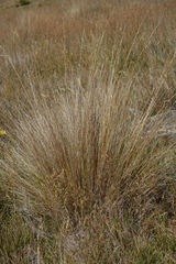 Festuca novae-zelandiae