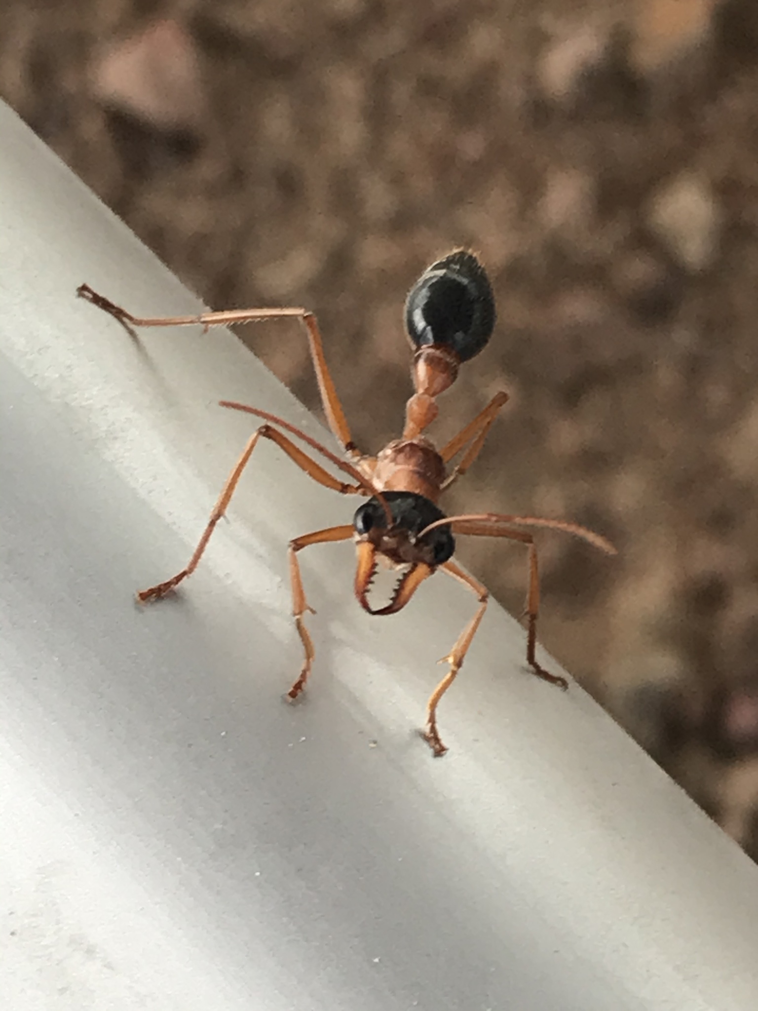 Myrmecia desertorum