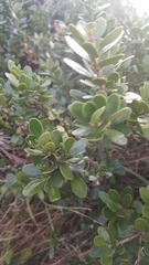 Melicytus orarius