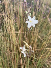 Chlorophytum comosum