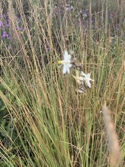 Chlorophytum comosum