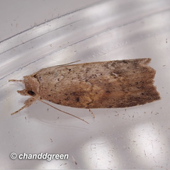 Camptozada mirabilis