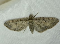 Eupithecia jejunata