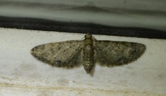 Eupithecia jejunata